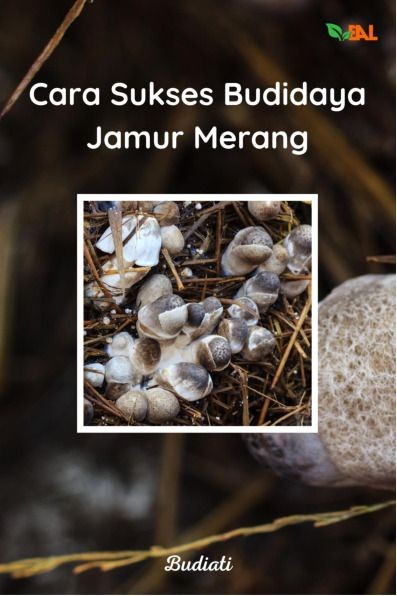 Cara Sukses Budidaya Jamur Merang